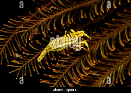 Crionoide-Shrimp commensalis Periclimenes, violet sur featherstar, Tulamben, Bali, Indonésie, l'océan Indo-pacifique Banque D'Images