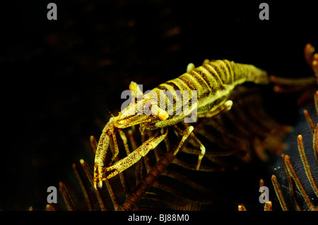 Crionoide-Shrimp commensalis Periclimenes, violet sur featherstar, Tulamben, Bali, Indonésie, l'océan Indo-pacifique Banque D'Images