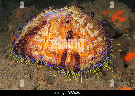 Asthenosoma varium, Astenosoma varium oursin, incendie, Tulamben, Bali, Indonésie, l'océan Indo-pacifique Banque D'Images