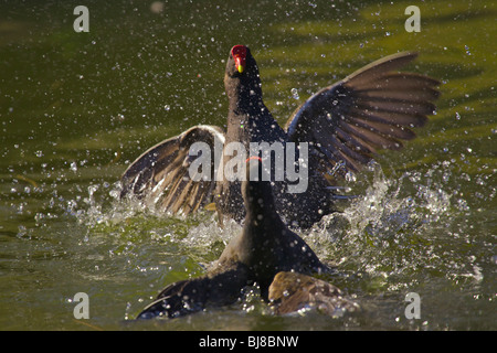 Gallinules, Gallinula chloropus, combats dans l'eau, London Wetlands Centre, Royaume-Uni Banque D'Images