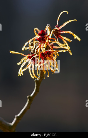 Hamamelis x intermedia 'Jelena' , l'Hamamélis UK Banque D'Images