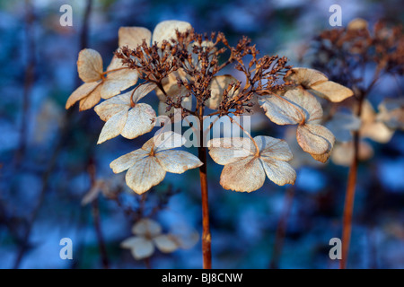 Hydrangea macrophylla 'Tokyo Delight' dead flower head dans soleil d'hiver Banque D'Images