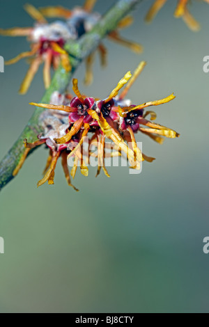 Hamamelis x intermedia 'Harry' Banque D'Images