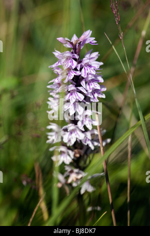 La commune, d'orchidées Dactylorhiza fuchsii.Yorkshire UK Banque D'Images