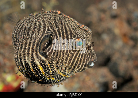 Arothron stellatus, Star Puffer, jeune, mineur, Tulamben, Bali, Indonésie, l'océan Indo-pacifique Banque D'Images