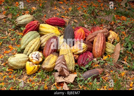 Comblé d'un tas de cabosses de cacao récolté récemment Tobago Caraïbes Banque D'Images