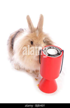 Lapin domestique seule femelle adulte avec tin collection Studio, UK Banque D'Images