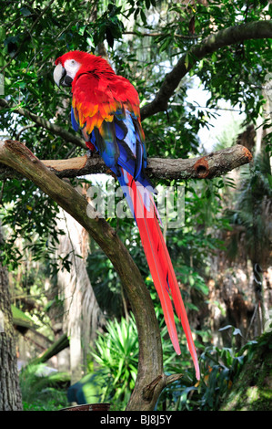 Ara rouge (Ara macao) à l'Alligator Farm Saint Augustin Banque D'Images