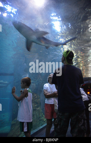 Les touristes regardant un requin dans un aquarium, Camden, USA Banque D'Images