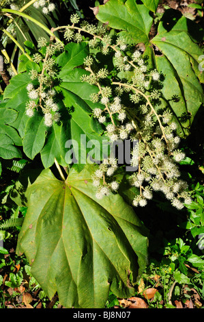 Les feuilles et les fleurs de l'usine de papier de riz (Tetrapanax papyriferus) Banque D'Images
