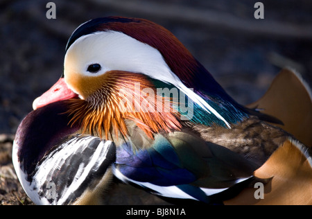 Canard Mandarin Aix galericulata adulte seul close-up reposant UK Banque D'Images
