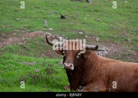 Texas Longhorn steer Banque D'Images
