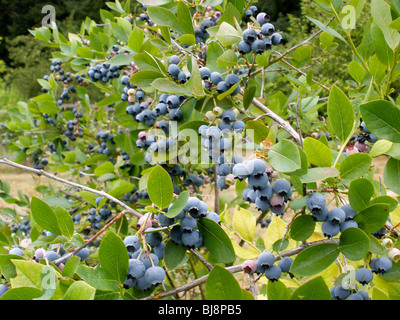 Les bleuets sur le Washington bush. Banque D'Images