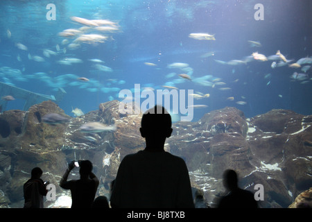 Les touristes à regarder des poissons dans un aquarium, Camden, USA Banque D'Images