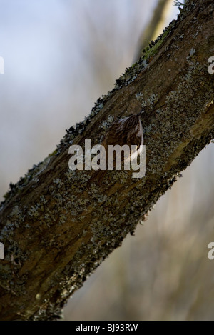 Certhia familiaris bruant adulte seul arbre sur UK Banque D'Images