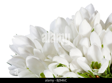 Printemps fleurs snowdrop partie nosegay isolé sur fond blanc. Macro photo composite avec une grande profondeur de la netteté. Banque D'Images