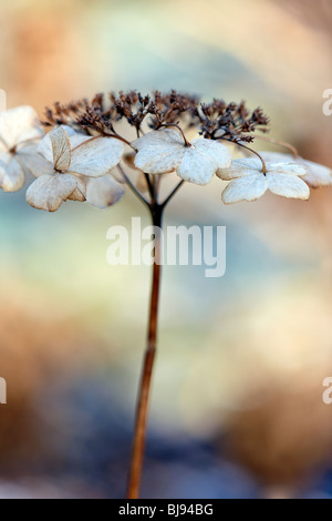 Hydrangea macrophylla 'Tokyo Delight' dead flower head dans soleil d'hiver Banque D'Images