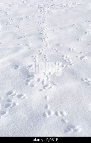 Lapin sauvage pistes et empreintes dans la neige profonde crisp Banque D'Images