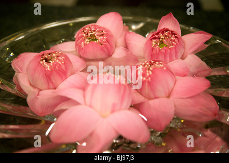 Fleur de Lotus dans un bol en verre Banque D'Images