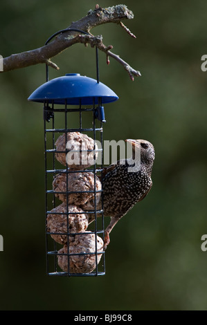 Sturnus vulgaris. Starling sur une graisse de billes chargeur d'suspendue à un arbre dans un jardin. UK Banque D'Images