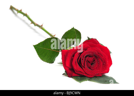 Rose se situe sur un fond blanc Banque D'Images