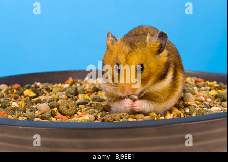 Assis dans l'alimentation du hamster bol de maïs Hamster marron bleu fond goldhamster stand d'alimentation alimentation manger debout à la regarder Banque D'Images