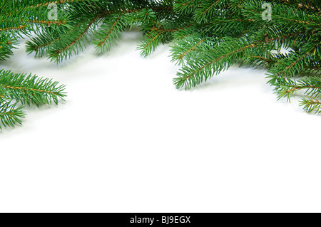 Des branches de pins frame isolé sur fond blanc Banque D'Images