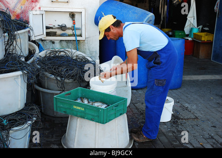 Préparer un poisson pêcheur juste débarqué à Sesimbra, Portugal Banque D'Images