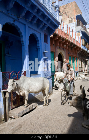 Des vaches sacrées dans la rue. Jodhpur. Le Rajasthan. L'Inde Banque D'Images