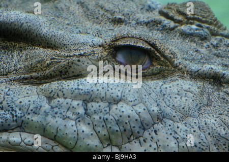 Oeil d'un grand saltwater crocodile (Crocodylus porosus) affichée à l'Alligator Farm, Saint Augustine, Floride Banque D'Images