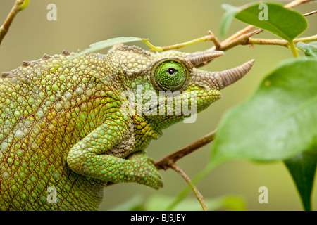 Jackson's chameleon Chamaeleo jacksonii,,, femme, Afrique de l'Est. Banque D'Images