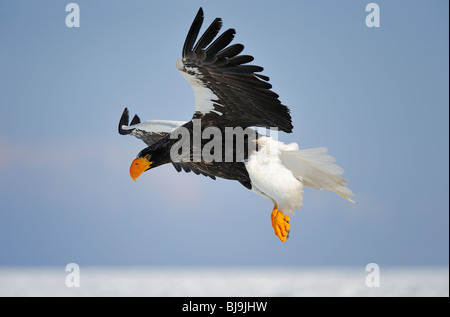 L'aigle de mer de Steller planant Banque D'Images