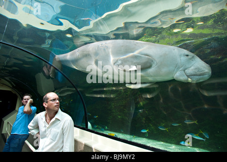 Regarder les touristes en Dugong l'Aquarium de Sydney, Australie Banque D'Images