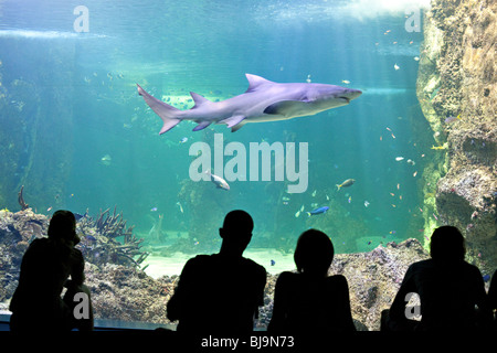 Les touristes à regarder les requins dans l'Aquarium de Sydney, Australie Banque D'Images