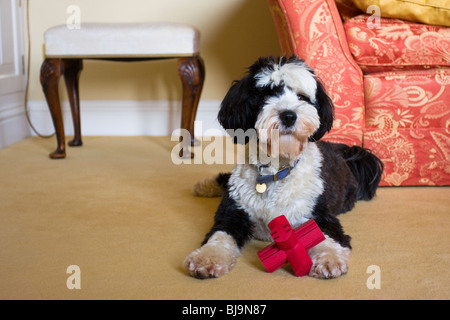 TERRIER tibétain dans chambre couché avec toy Banque D'Images