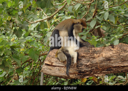 Campbell du singe mona mona (Cercopithecus campbelli), un autre en toilettage rainforest, Ghana Banque D'Images
