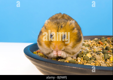 Assis dans l'alimentation du hamster bol de maïs Hamster marron bleu fond goldhamster stand d'alimentation alimentation manger debout à la regarder Banque D'Images