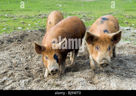 Repéré Kune kune et les sangliers les cochons en liberté dans la zone de pâturage Banque D'Images