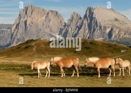 Des chevaux Haflinger sur l'Alpe di Siusi pré, Alpes, Italie Banque D'Images