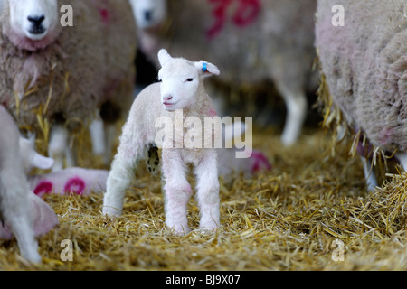 Nouvel agneau né Banque D'Images