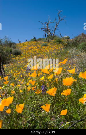 Fleurs sauvages (coquelicots de Californie principalement) sur les pentes du lac Bartlett, carefree, Arizona, USA Banque D'Images