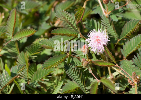 Plante Sensitive (Mimosa pudica) Banque D'Images