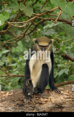 Campbell du singe mona mona (Cercopithecus campbelli) en forêt tropicale, Ghana Banque D'Images