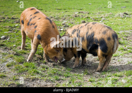 Repéré Kune kune et les sangliers les cochons en liberté dans la zone de pâturage Banque D'Images