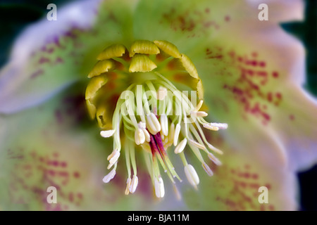 Close up of White Lady Spotted Hellébore Banque D'Images