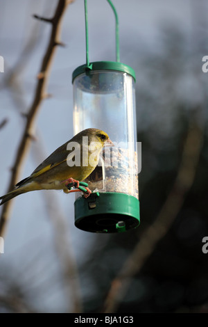 Finch vert alimentation par une mangeoire pour oiseaux Banque D'Images
