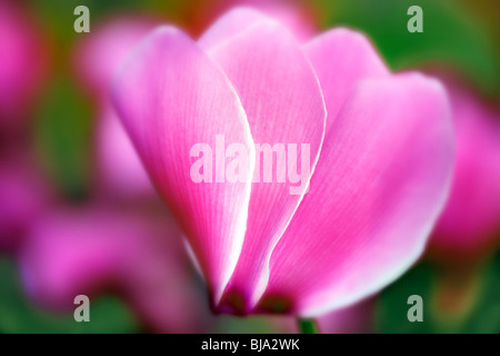 Close up du cyclamen. Banque D'Images