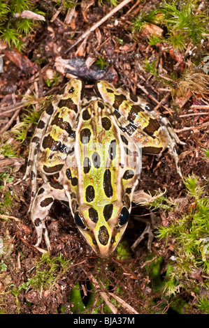 La grenouille léopard Rana pipiens,, est originaire de régions du Canada et des États-Unis. Banque D'Images