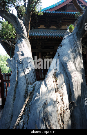 Jinci', 'l'ancien temple bouddhiste, est situé à la source de la rivière Jin par Xuanweng Mountain 25km au sud-ouest de Taiyuan. Banque D'Images