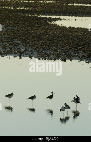 Plus Yellowleg debout dans l'eau des marais à Bolivar Banque D'Images